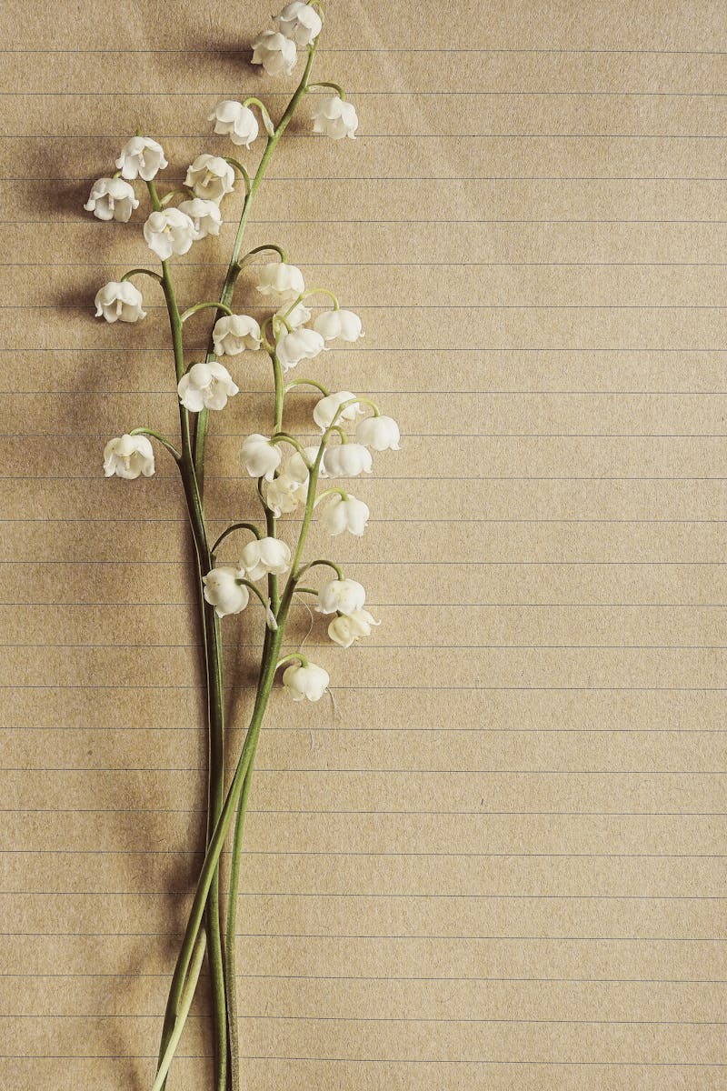 Delicate lily of the valley flowers arranged on textured paper, showcasing elegance and natural beauty.